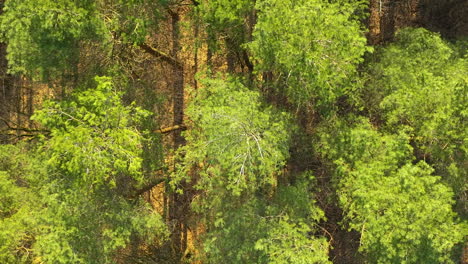 A-top-down-view-of-a-forested-landscape,-highlighting-the-contrast-between-the-lush-green-foliage-of-thriving-trees-and-a-solitary-tree-with-pale,-wilted-branches