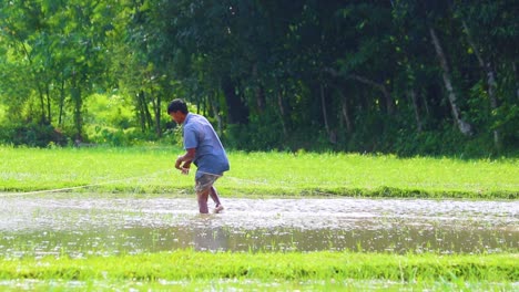 Local-Fisherman-Catching-Fish-In-Flooded-Paddy-Field-By-Traditional-Net-Fishing