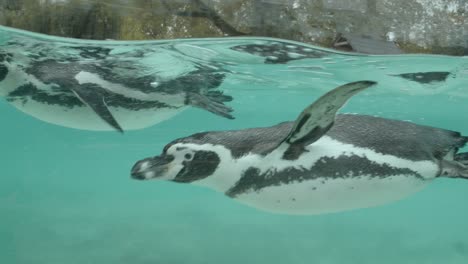 Zeitlupen-Nahaufnahme-Eines-Pinguins,-Der-Im-Pool-Im-Zoogehege-Schwimmt