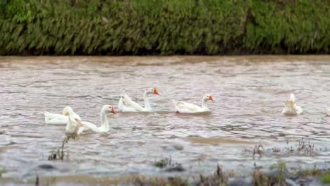 Weiße-Schwäne-Schwimmen-Auf-Dem-Fluss