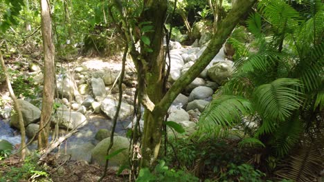 aerial-weaving-into-the-subtropical-forest-near-a-mountain-stream-in-Minca,-Colombia