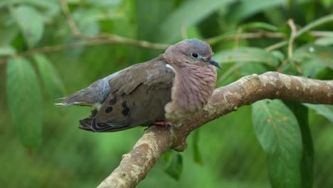 Wild-eared-dove,-zenaida-auriculata-with-puff-up-plumage,-perch-and-roost-stationary-on-the-tree-branch,-wondering-around-the-surroundings,-slowly-falling-asleep,-close-up-shot