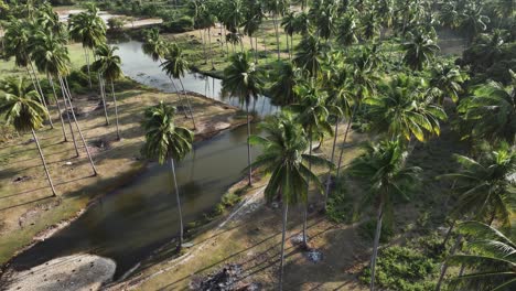 Scenic-drone-footage-aerial-view,-tiled-down-top-view-of-palm-trees-and-river-winding-through-tropical-thai-landscape