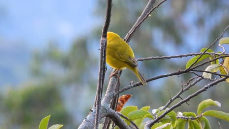 Pinzón-Amarillo-De-Frente-Naranja-En-Su-Hábitat-Nativo-En-La-Selva-Cerca-De-La-Vega,-Colombia,-Sudamérica