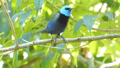 Sitzender-Blauhalstangare-Vogel-Im-Sommer-Im-Tropischen-Wald-Von-Kolumbien