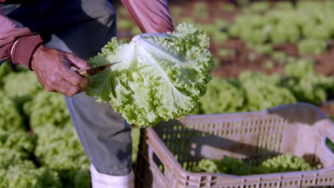 Campesino-Eligiendo-Sólo-Las-Mejores-Plantas-De-Lechuga-Para-La-Venta-En-El-Mercado