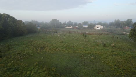 Foggy-farm-meadow-with-grazing-horses,-aerial-drone-view