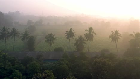 Aerial-drone-view-camera-moving-towards-the-tiger-where-there-are-many-trees-around-coconut-trees-and-fields-are-also-visible