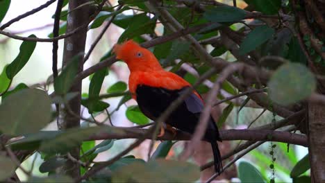 Male-Andean-cock-of-the-rock,-rupicola-peruvianus)-with-striking-plumage,-perched-on-tree-branch,-curiously-wondering-around-its-surrounding-environment,-close-up-shot-of-an-exotic-bird-species