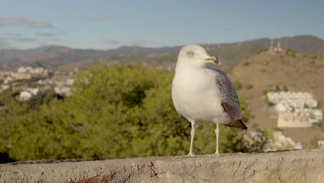 Gaviota-En-Una-Pared,-Mirando-A-Su-Alrededor,-Con-Un-Paisaje-Español-Al-Fondo.