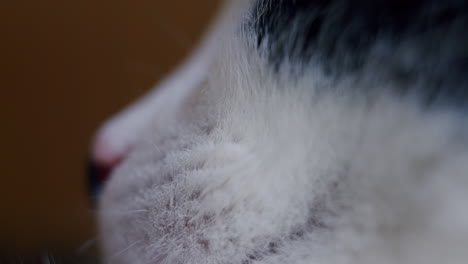 Macro-detail-cat-whiskers-and-nose-and-face