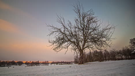 Evening-Sunset-with-Wintery-Landscape-and-Big-Tree-Against-a-Timelapse-Orange-Sky,-Low-Angle