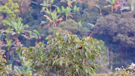 Crimson-backed-Tanager-visible-among-the-branches,-Nevados-National-Park