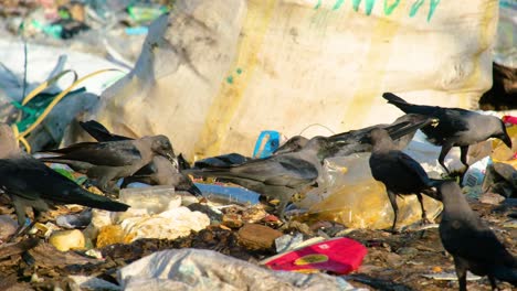 Bandada-De-Pájaros-Cuervos-Alimentándose-En-Un-Vertedero-De-Basura