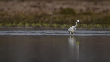 La-Garceta-Pequeña-Buscando-Peces-En-El-Lago