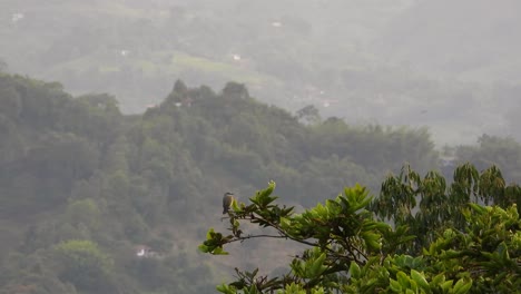 Distant-View-Of-A-Bird-Perching-On-Tree-Branch-In-Forest-Mountain-Near-La-Vega,-Colombia