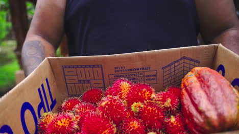 collecting-picking-Rambutan-medium-sized-tropical-tree-in-the-family-Sapindaceae