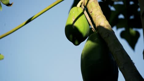 Bonitas-Papayas-Verdes-Grandes-Colgando-De-Un-Gran-árbol-De-Papaya-Adulto-Con-El-Sol-Atravesando-Las-Ramas-Del-Cielo-Azul