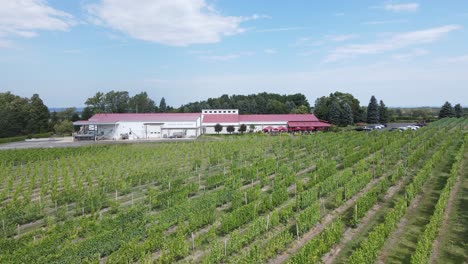 Chateau-Grand-Traverse-vineyard-on-Old-Mission-Peninsula,-in-Grand-Traverse-Bay,-Michigan,-USA