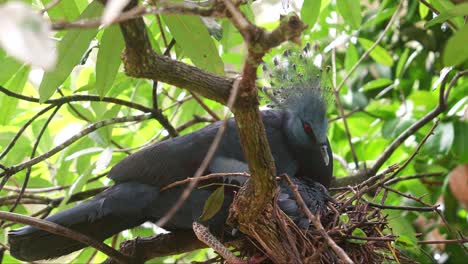 Close-up-shot-of-a-mother-Victoria-crowned-pigeon,-goura-victoria-nurturing-and-raising-her-baby-on-the-tree-nest-of-stems-and-sticks-in-its-natural-habitat