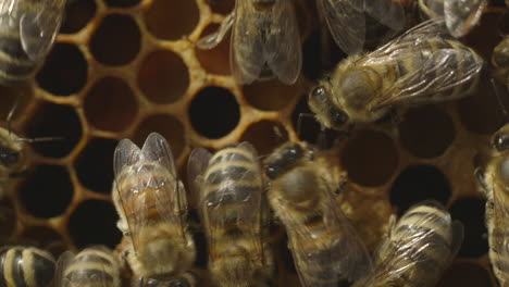 Macro-shot-of-bees-in-a-hive