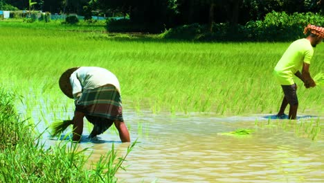 Los-Agricultores-Plantando-Arroz-Con-Cáscara-Granja-Submarina-Con-Pies-De-Agua-Bangladesh-Asia