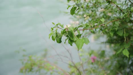 Zweige-Mit-Blättern-Vor-Einem-Fluss