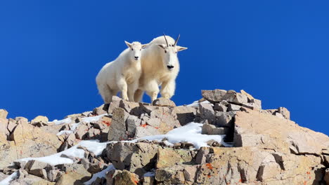 Rocky-Mountain-Goat-Sheep-Herd-family-wildlife-animals-top-of-peaks-stomping-territorial-blue-sky-sunny-Colorado-fourteener-peaks-first-snow-National-Geographic-high-elevation-nature-zoom-in-closely