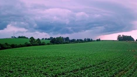 Vista-Por-Drones-De-Exuberantes-Campos-De-Soja-Verdes,-Cultivos-Agrícolas