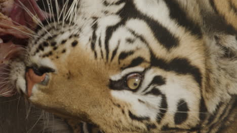 Vertical-slow-motion-shot-of-tiger-eating