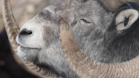 Adult-Male-Thinhorn-Sheep-In-The-Mountains-Of-Yukon,-British-Columbia,-Canada