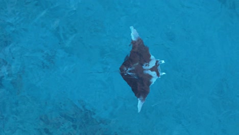 Schimmerndes,-Kristallklares-Blaues-Wasser-Bricht-Die-Silhouette-Eines-Mantarochens,-Der-In-Den-Ozean-Hinabsteigt