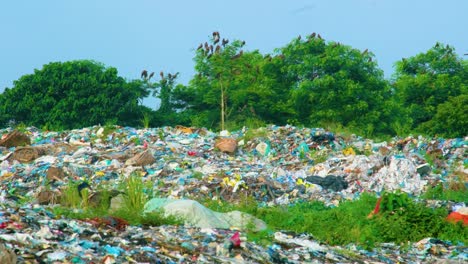 Plastic-waste,-garbage-landfill-sites,-Landfill-birds