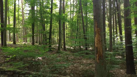 Bosque-Mixto-Y-Suelo-En-El-Paisaje-Aéreo-De-Naturaleza-Salvaje-Europea