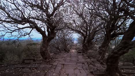 Ancient-Champa-tree-on-the-Khmer-sandstone-steps-of-Vat-Phou,-Champassak,-Laos