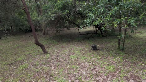 Affe-In-Einem-öffentlichen-Garten-Oder-Wald,-Der-Frisst-Und-Dann-Rennt