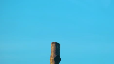Perching-Bangladeshi-Crow-Bird-With-Blue-Sky-Background