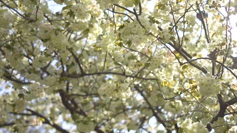 Ciudad-De-Tokio-En-Japón,-Flor-De-Cerezo-Japonés,-Viajar