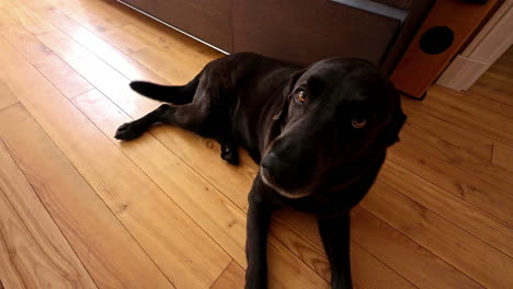 Black-stray-dog-smiles-at-camera-and-waves-it's-tail,-slow-motion-closeup-cute-animal,-friendly-pet-at-wooden-living-room-floor-with-audio-speakers-and-vintage-lighting