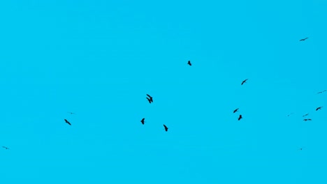 Zeitlupe-Von-Zugvögeln,-Die-Vor-Dem-Blauen-Himmel-Schweben