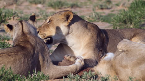 Family-Of-Lions-Resting-In-African-Savannah-During-Sunny-Day