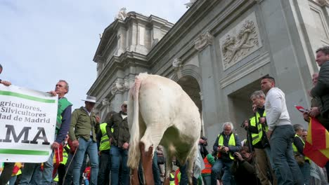 Ein-Stier-Ist-Bei-Einem-Bauernstreik-Zu-Sehen,-Bei-Dem-Sich-Demonstranten-Auf-Der-Plaza-De-La-Independencia,-Auch-Bekannt-Als-Puerta-De-Alcalá,-In-Madrid-Versammeln,-Um-Gegen-Unlauteren-Wettbewerb-Und-Agrarpolitik-Zu-Protestieren