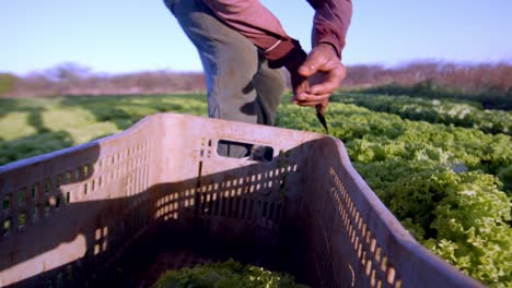 Framer,-Lechuga-Ecológica-De-Alta-Calidad-Y-Sostenibilidad-Medioambiental