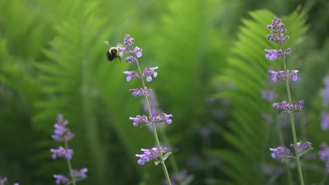 Bumble-Bee-Landing-On-Flower-4k-Slow-Motion