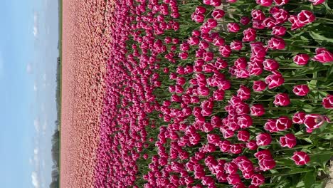 Colorful-tulips-fields.-Close-up.-Vertical-shot