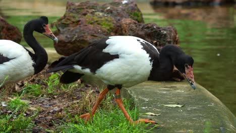 Magpie-goose,-anseranas-semipalmata-with-striking-black-and-white-plumage,-standing-by-the-pond-in-its-natural-habitat-in-a-wildlife-enclosure,-close-up-shot