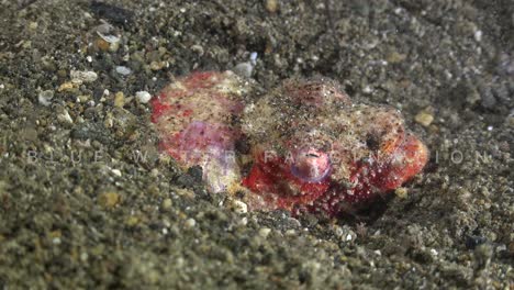 red-crocodile-snake-eel-close-up-in-sand-on-volcanic-reef-in-the-Philippines