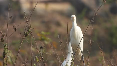 Heron-relaxing-on-forest-area-