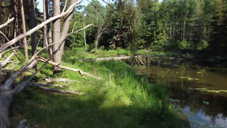 Umgestürzter-Baum-See-Wasser-Sonniger-Tag-Luftaufnahme-Dolly-Slide-Rechts-Totale