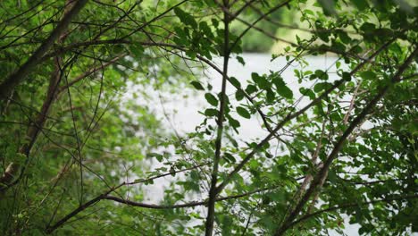 Branches-with-leaves-in-front-of-a-river